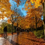 An avenue of trees in full autumn colour backlit by low sun