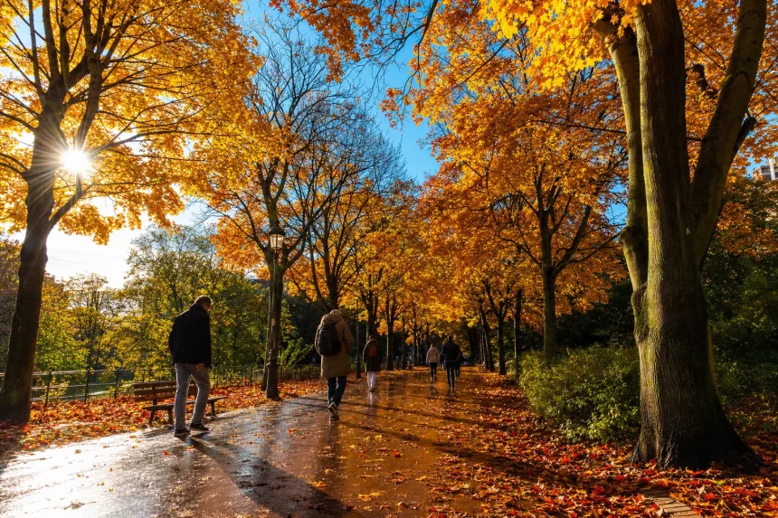 An avenue of trees in full autumn colour backlit by low sun