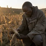 Photograph illustrating agriculture in Kenya